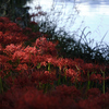 紅の水辺