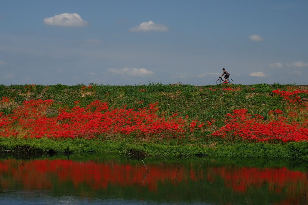 彼岸のサイクリングロード