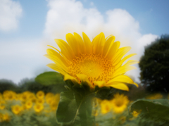 ひまわり/昭和記念公園