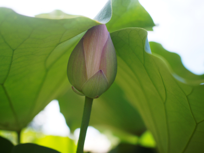 睡蓮のかくれんぼ