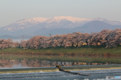 一目千本桜Ⅱ