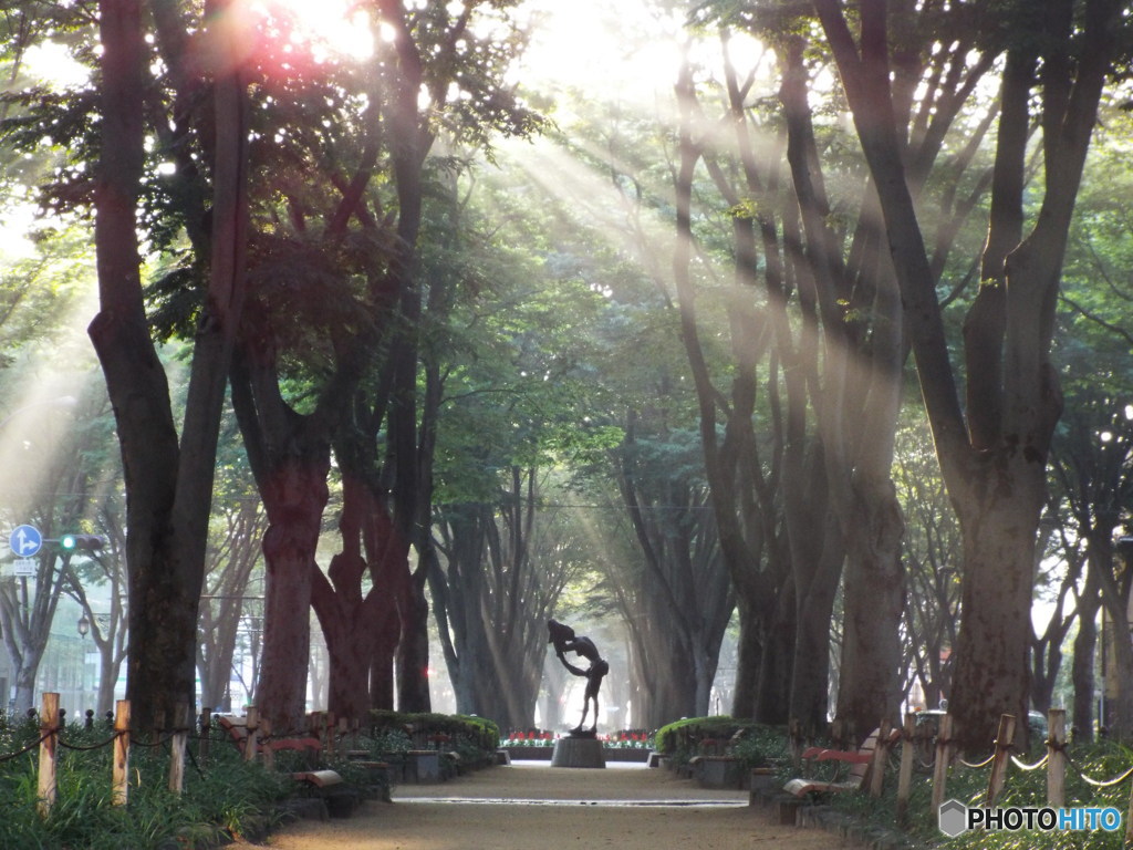 朝日の定禅寺通