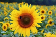 台風ニモ負ケズ！