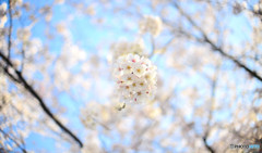 2015の桜