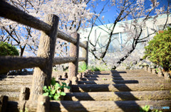 2015の桜