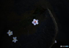 はなび