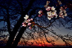 黄昏時の桜