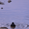 カラス水浴び