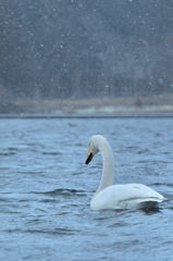 白鳥と雪