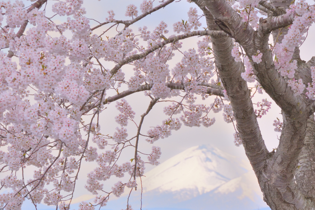 桜と八甲田