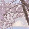 桜と八甲田