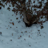 雪面に落ちて
