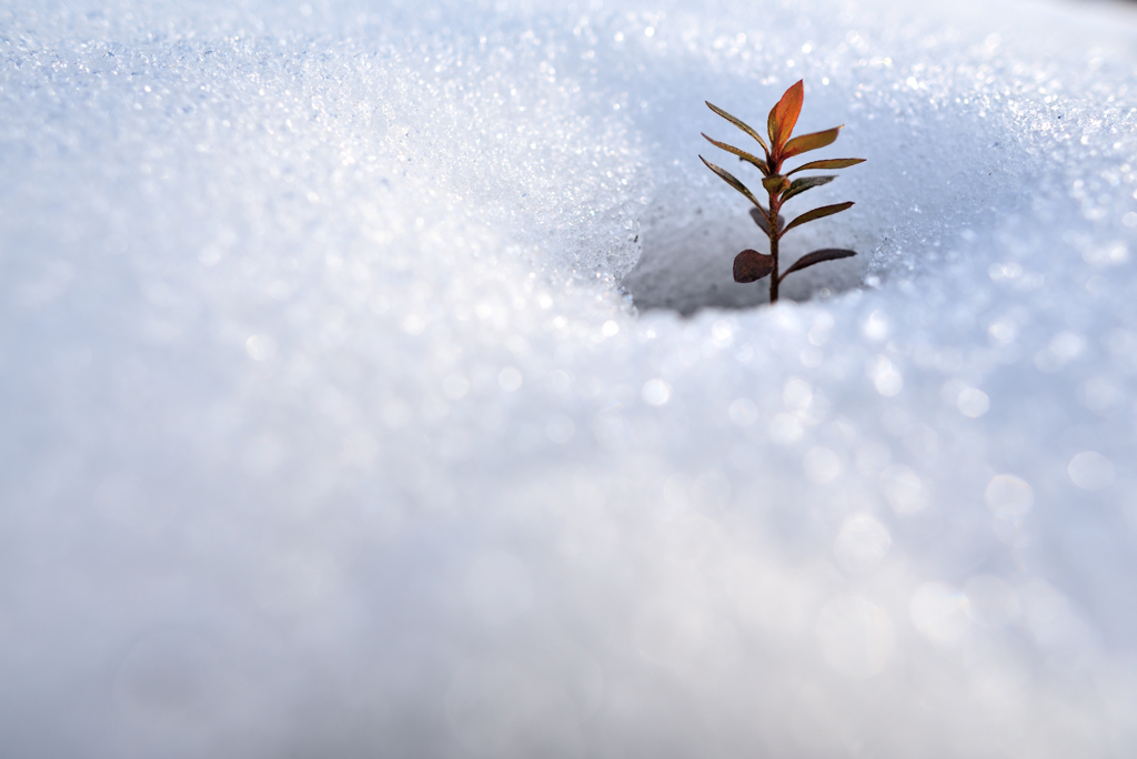 雪の下から