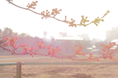 朝日を浴びる桜のつぼみ