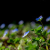 春を感じる花