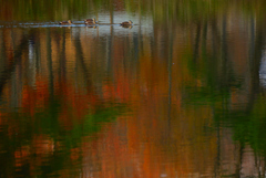 色映る池
