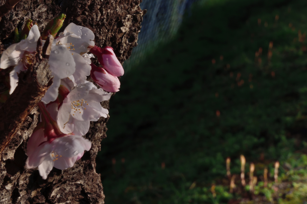胴吹き桜とぼんやり土筆
