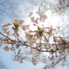 桜開花２