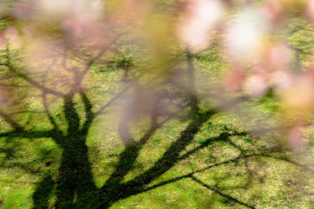 桜開花