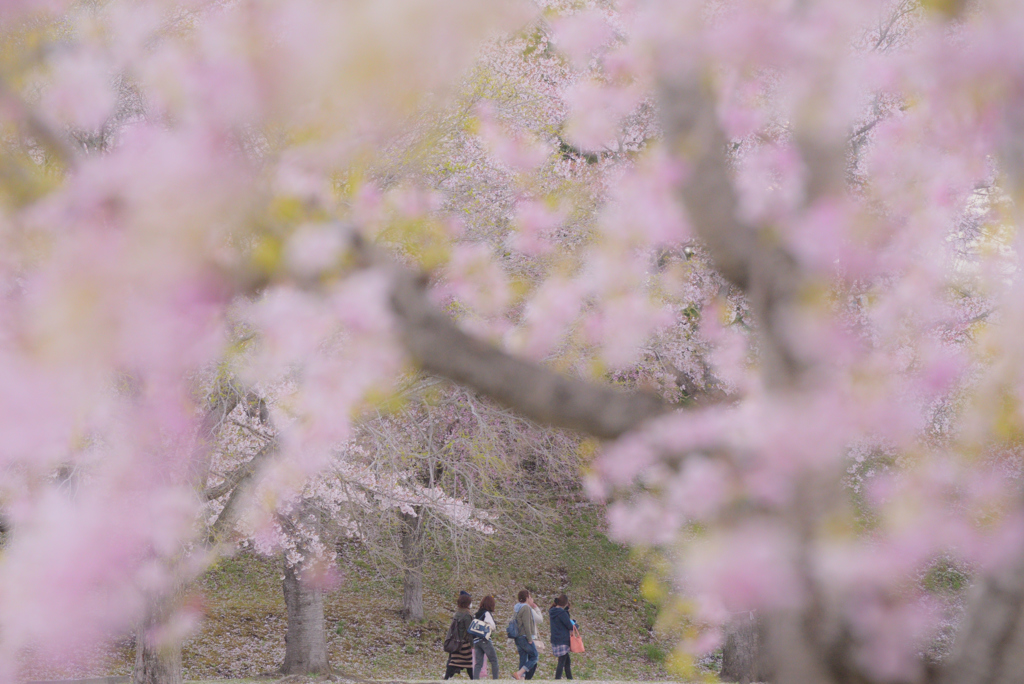 散りゆく桜と帰る人々