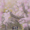 散りゆく桜と帰る人々