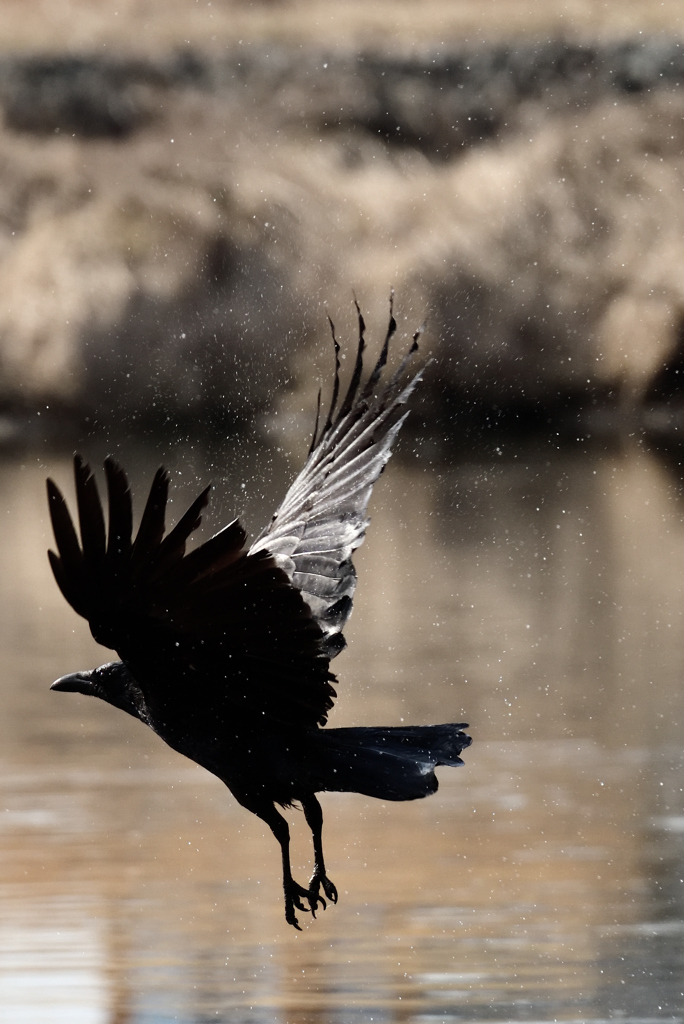 カラス飛び立つ By ひとつぶ Id 写真共有サイト Photohito