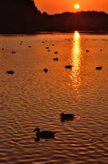 夕暮れの湖（縦）