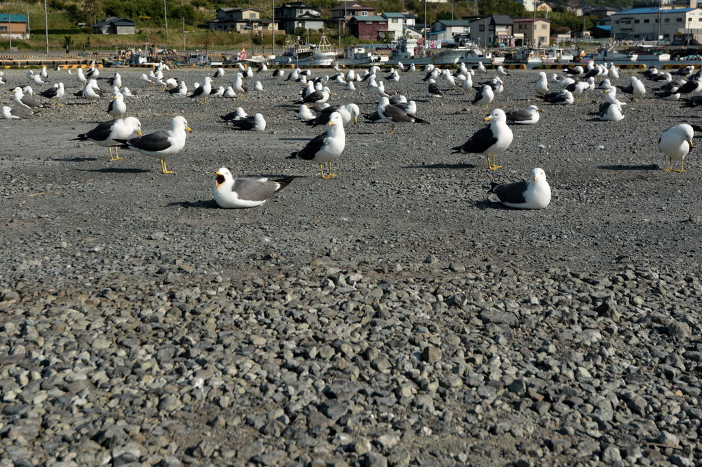 たくさん