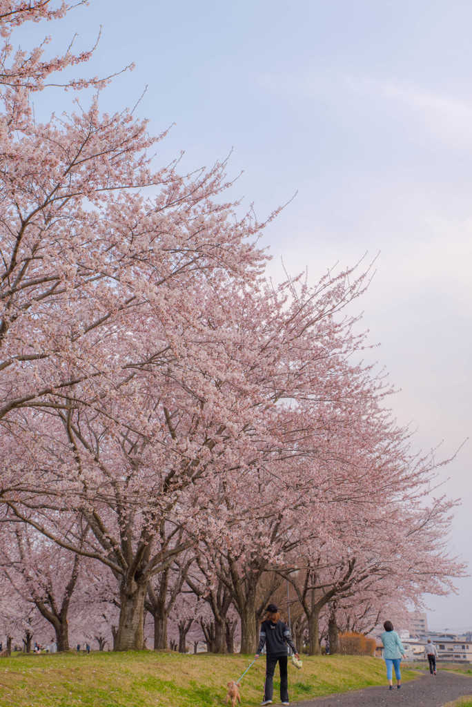 桜のある景色