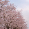 桜のある景色