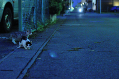 夜さんぽ
