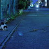 夜さんぽ
