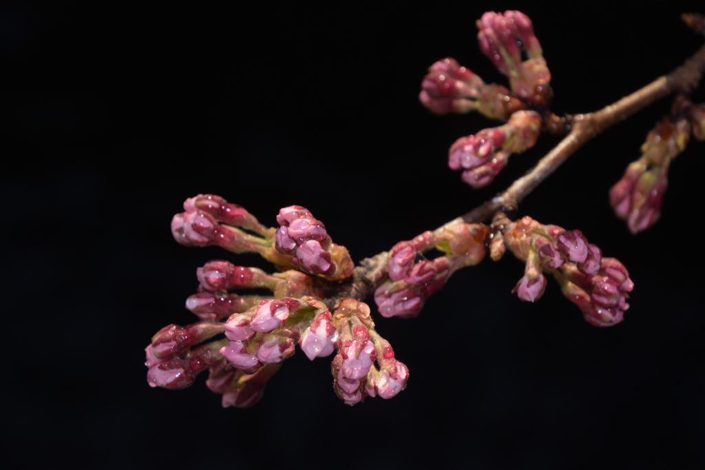 浮かび上がる桜のつぼみ