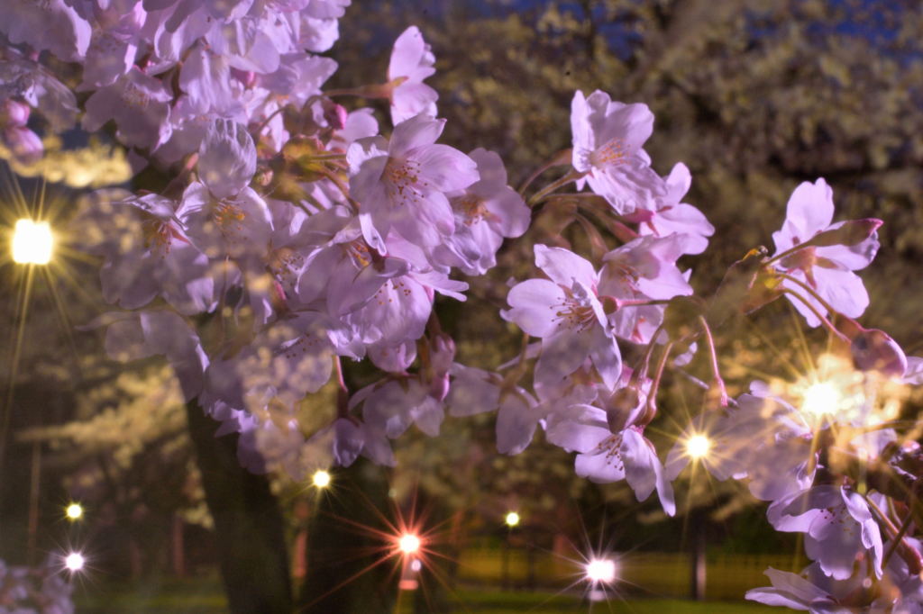 夜桜