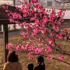 春の風景