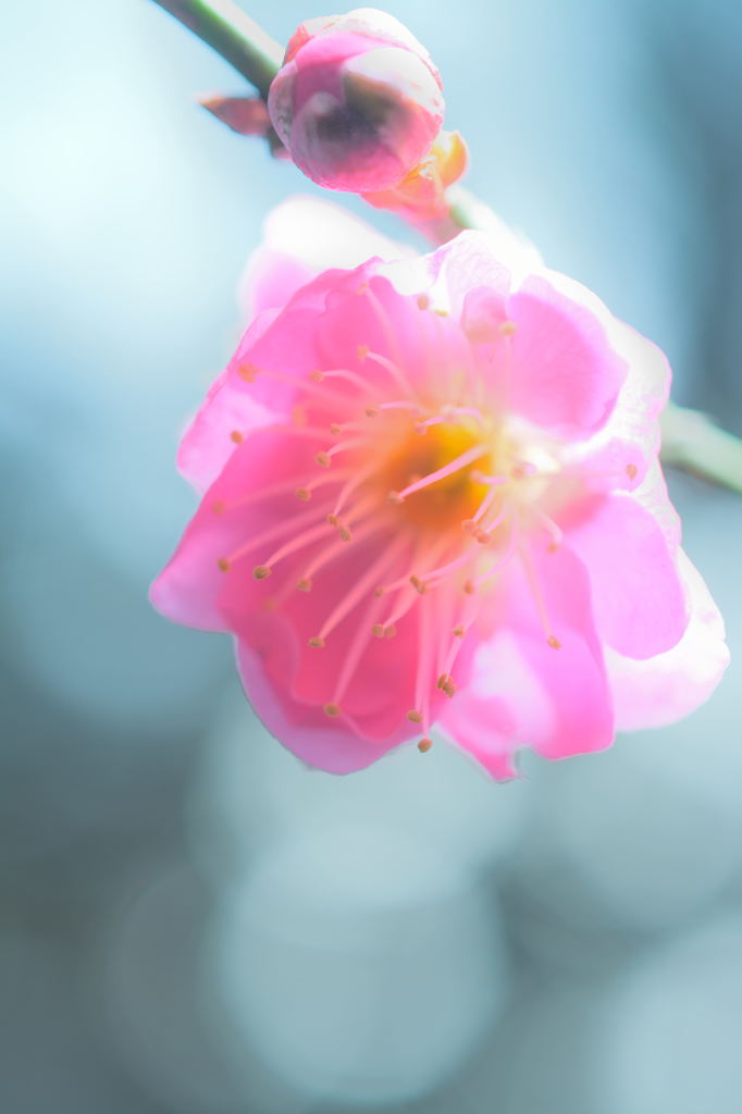 梅開花