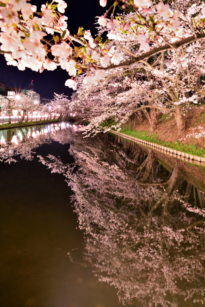 外濠の桜