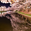 外濠の桜