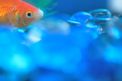 金魚のセカイ