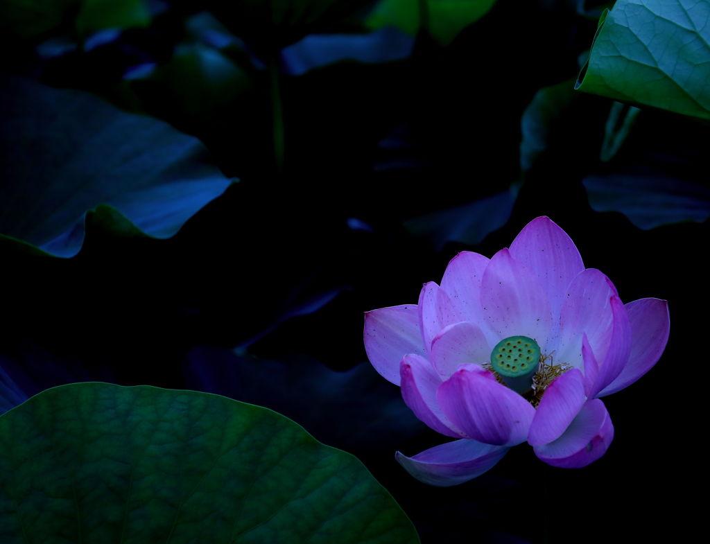 蓮華