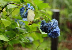 雨の似合う花