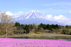 芝桜