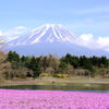 芝桜