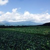 キャベツ畑in嬬恋