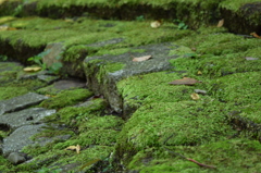 苔階段