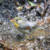 水浴び　ソウシチョウ