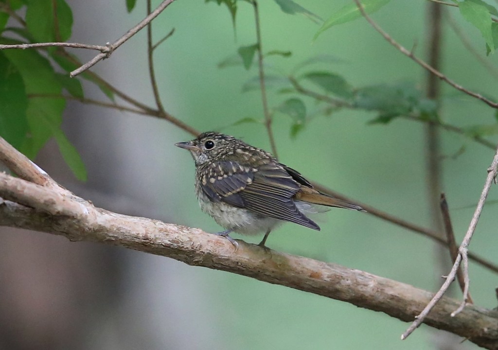 キビタキ　幼鳥？