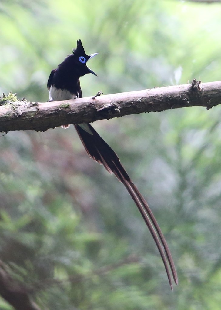サンコウチョウ