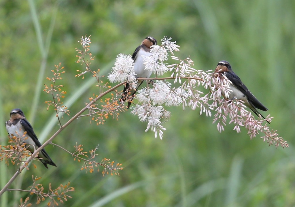 タケニグサの花に止まるツバメ