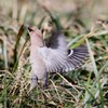 よく見ると黄